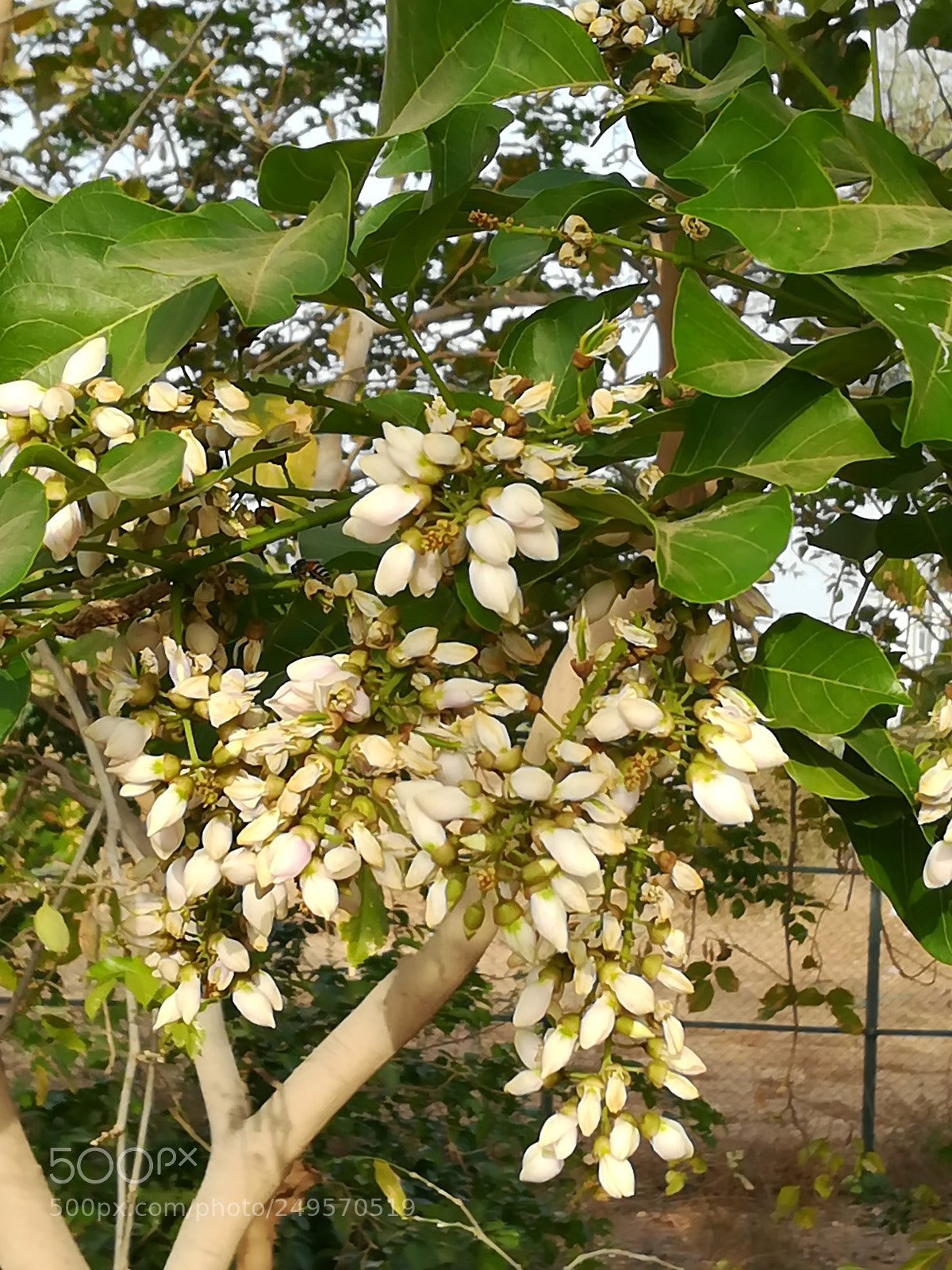 HUAWEI honor 6x sample photo. Flowers of spring photography