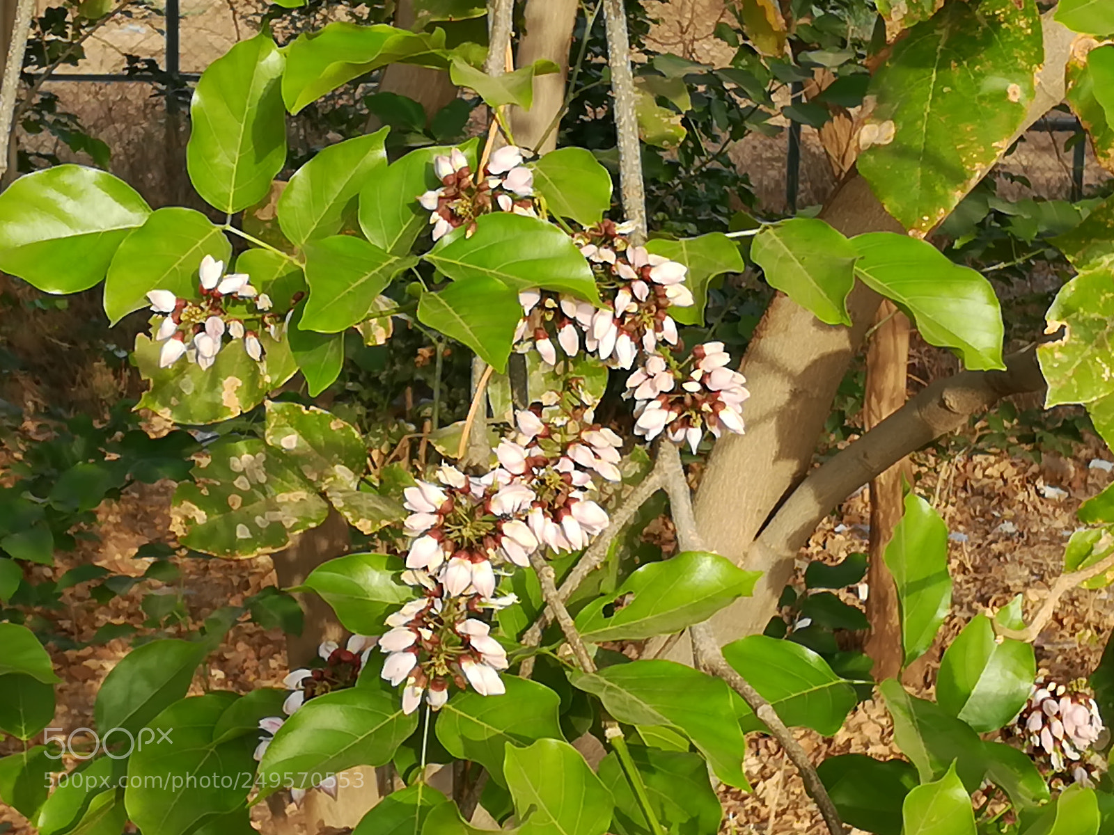 HUAWEI honor 6x sample photo. Flowers of spring photography