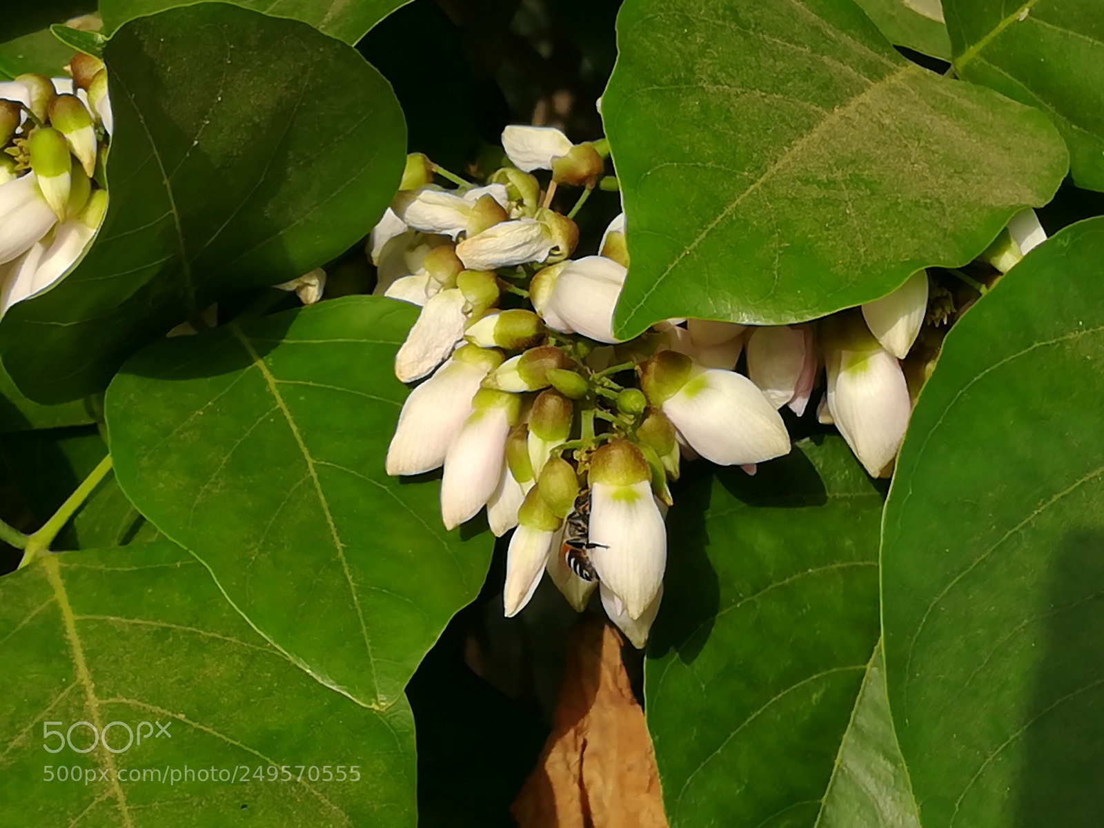 HUAWEI honor 6x sample photo. Flowers of spring photography