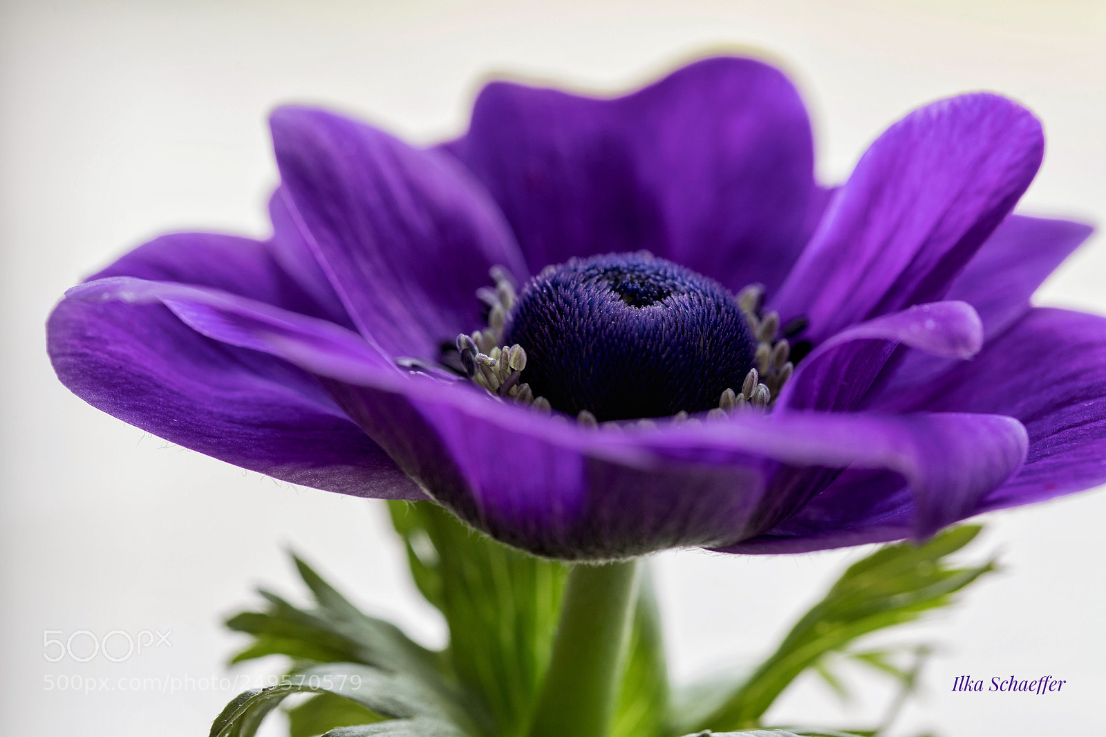 Canon EOS 5D Mark IV sample photo. Anemone photography
