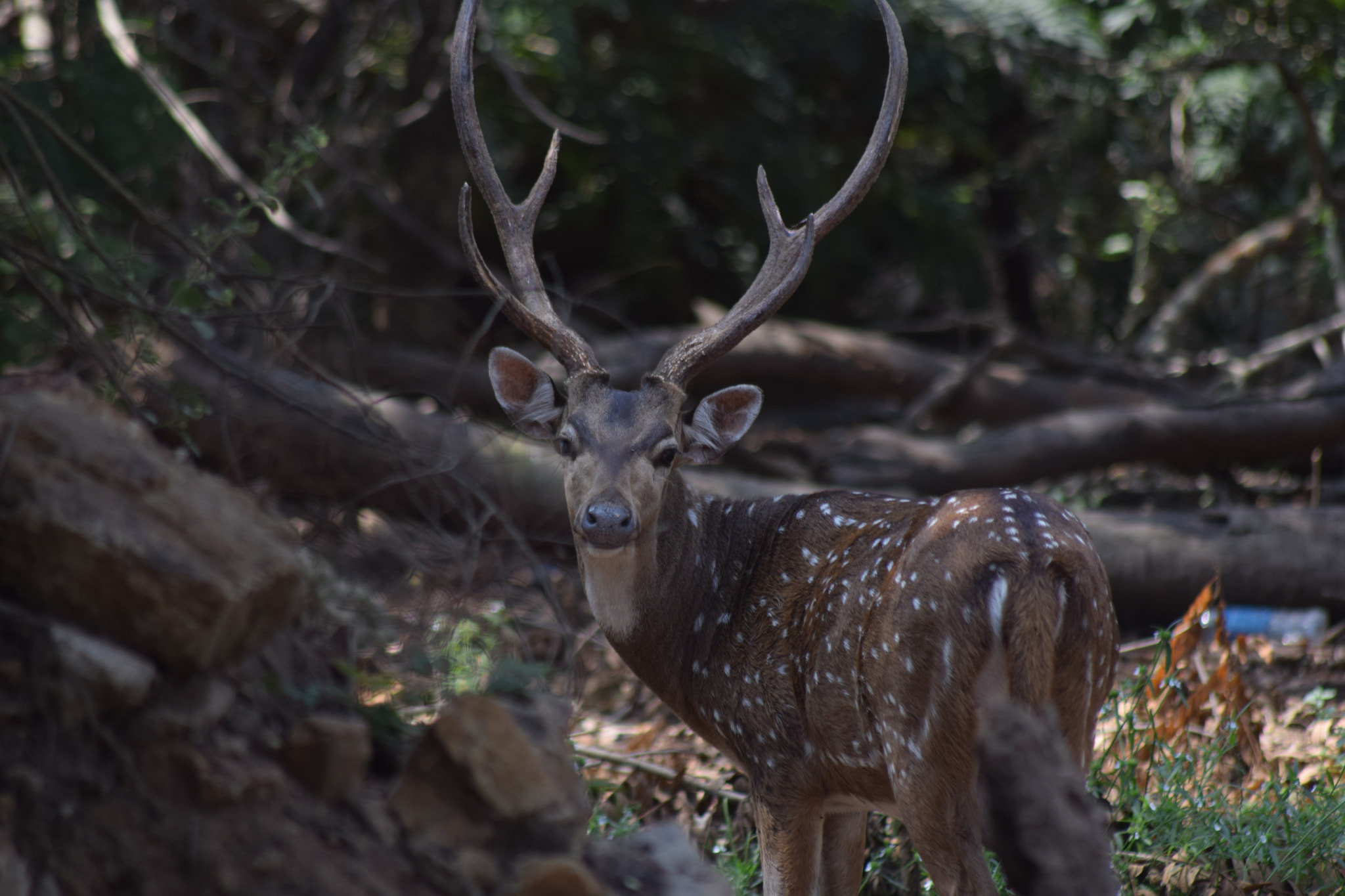 Nikon D3300 + Sigma 70-300mm F4-5.6 APO DG Macro sample photo. Deer photography