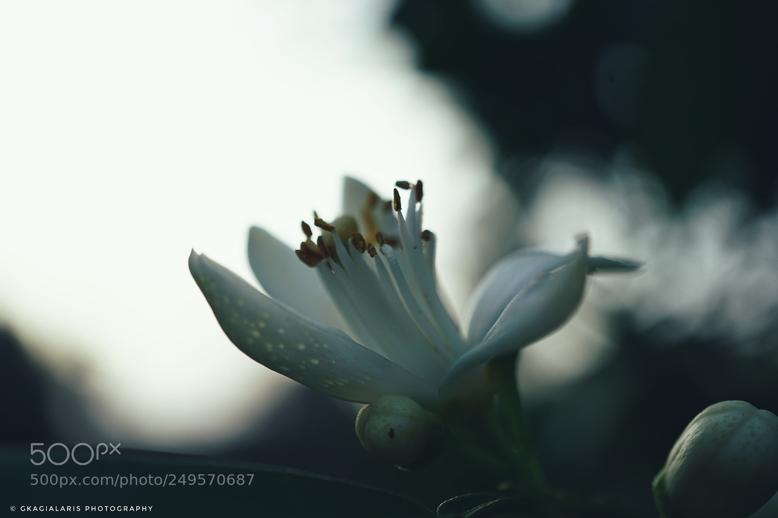 Sony a6000 sample photo. Untitled photography