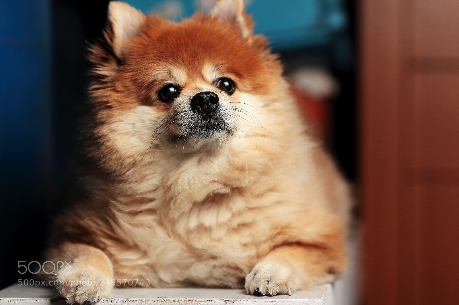 Canon EOS 60D sample photo. Cute pomeranian photography