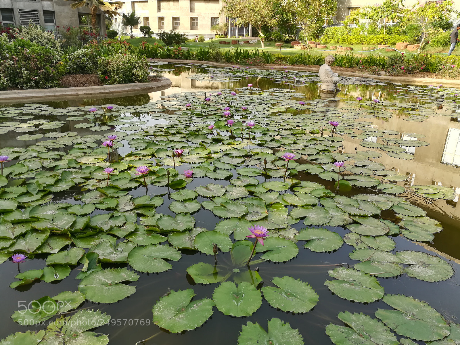 HUAWEI honor 6x sample photo. Waterlily photography