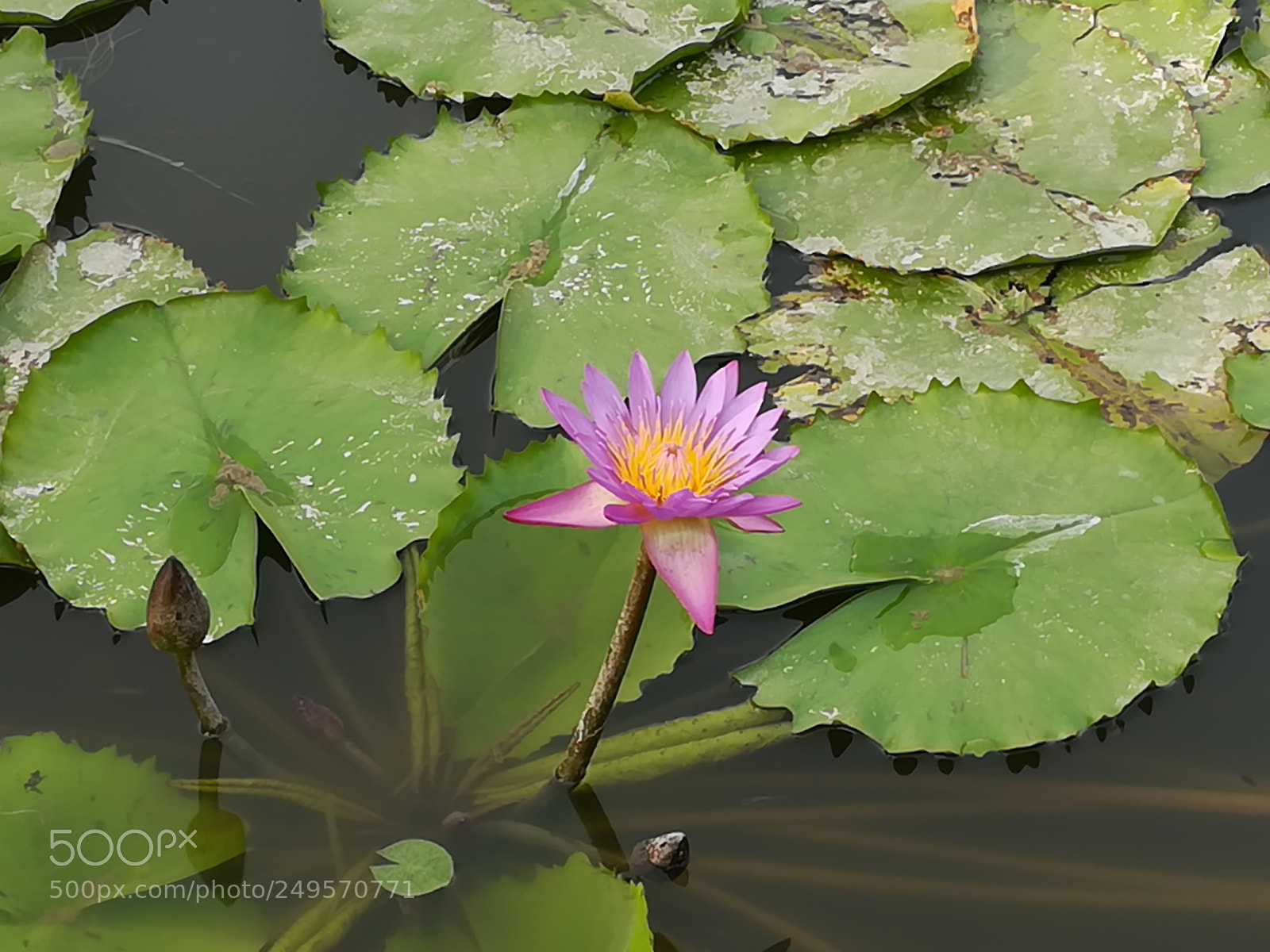 HUAWEI honor 6x sample photo. Waterlily photography