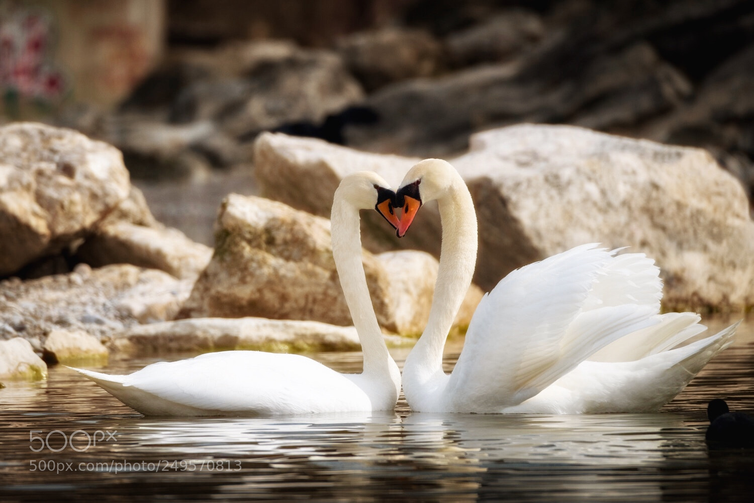 Fujifilm X-T2 sample photo. Swan photography