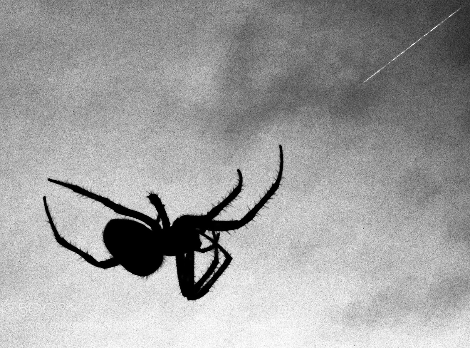 Canon PowerShot SX60 HS sample photo. Insecto nocturno photography