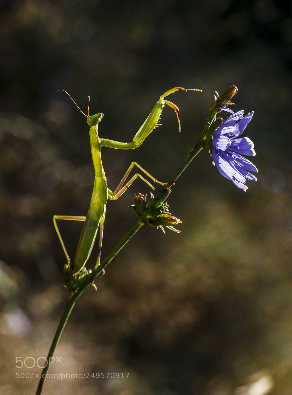 Canon EOS 70D sample photo. Zarafet photography