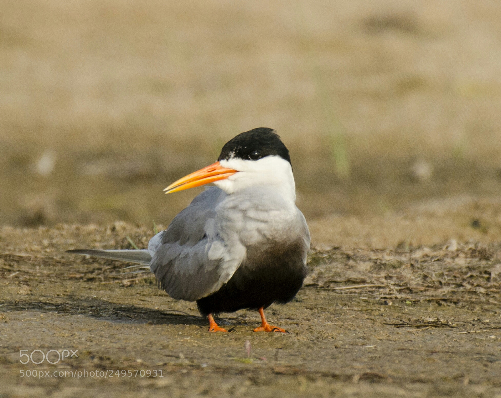 Nikon D5100 sample photo. Black bellied tern photography