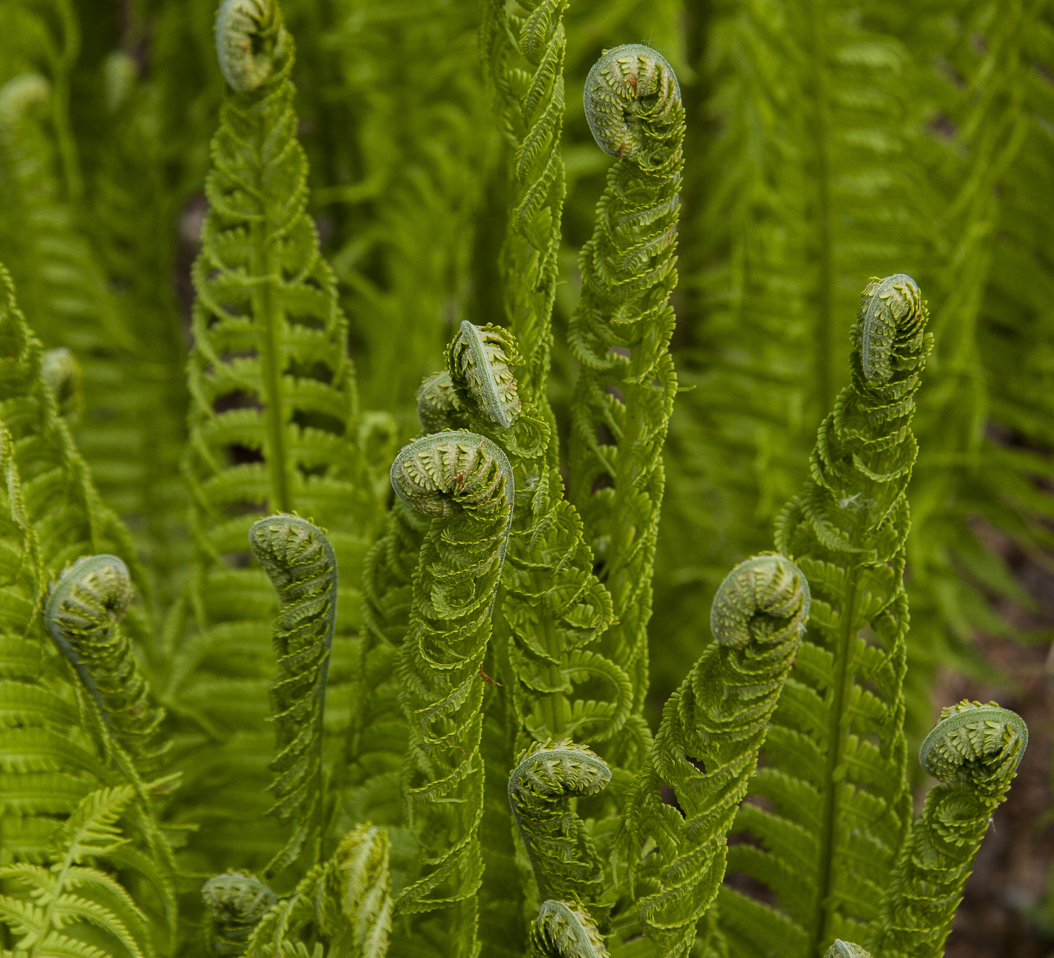 fern tips