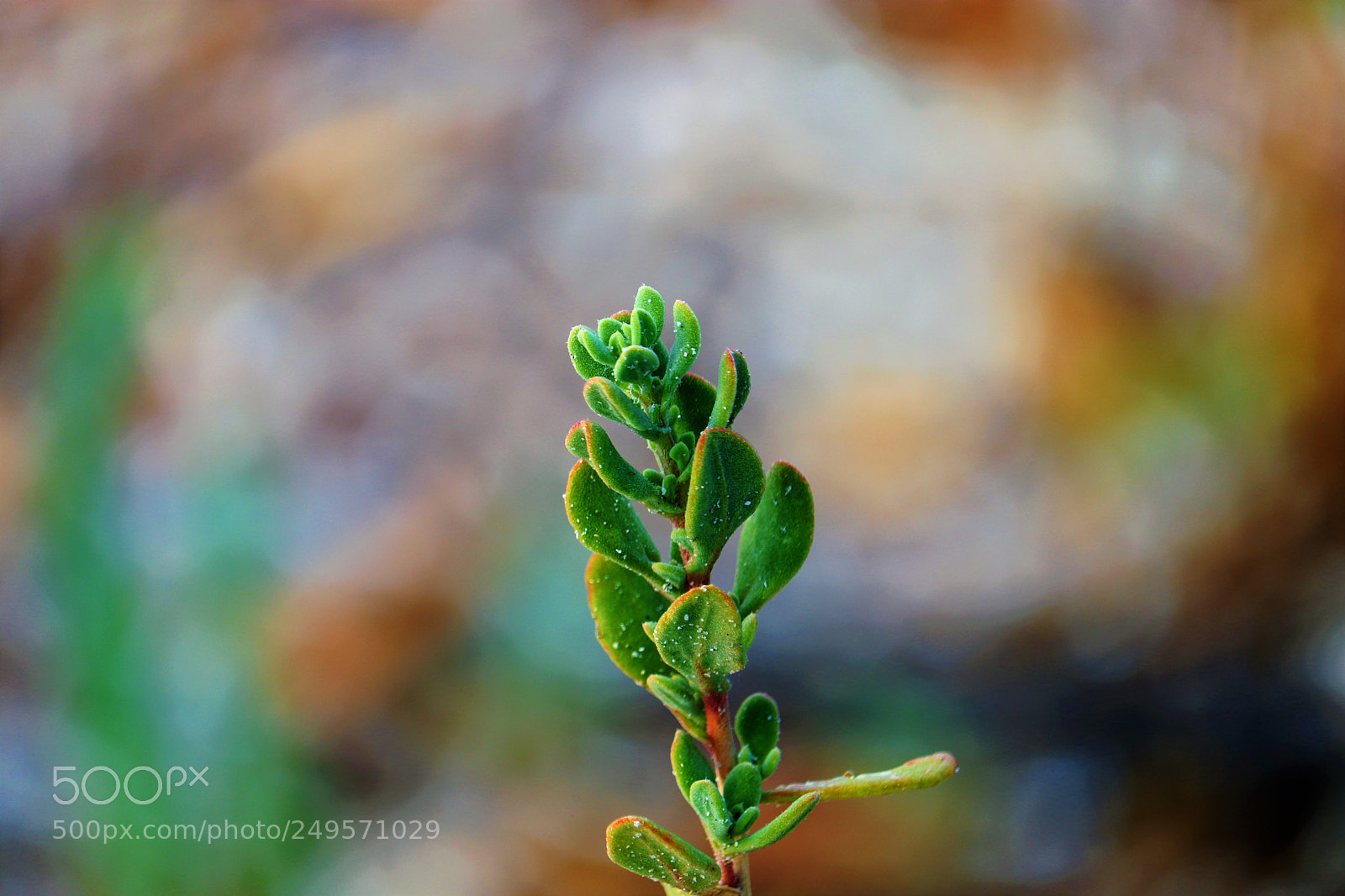 Canon EOS 80D sample photo. Small plant photography