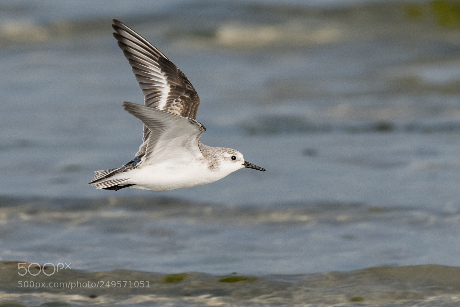 Nikon D500 sample photo. Sandpiper photography