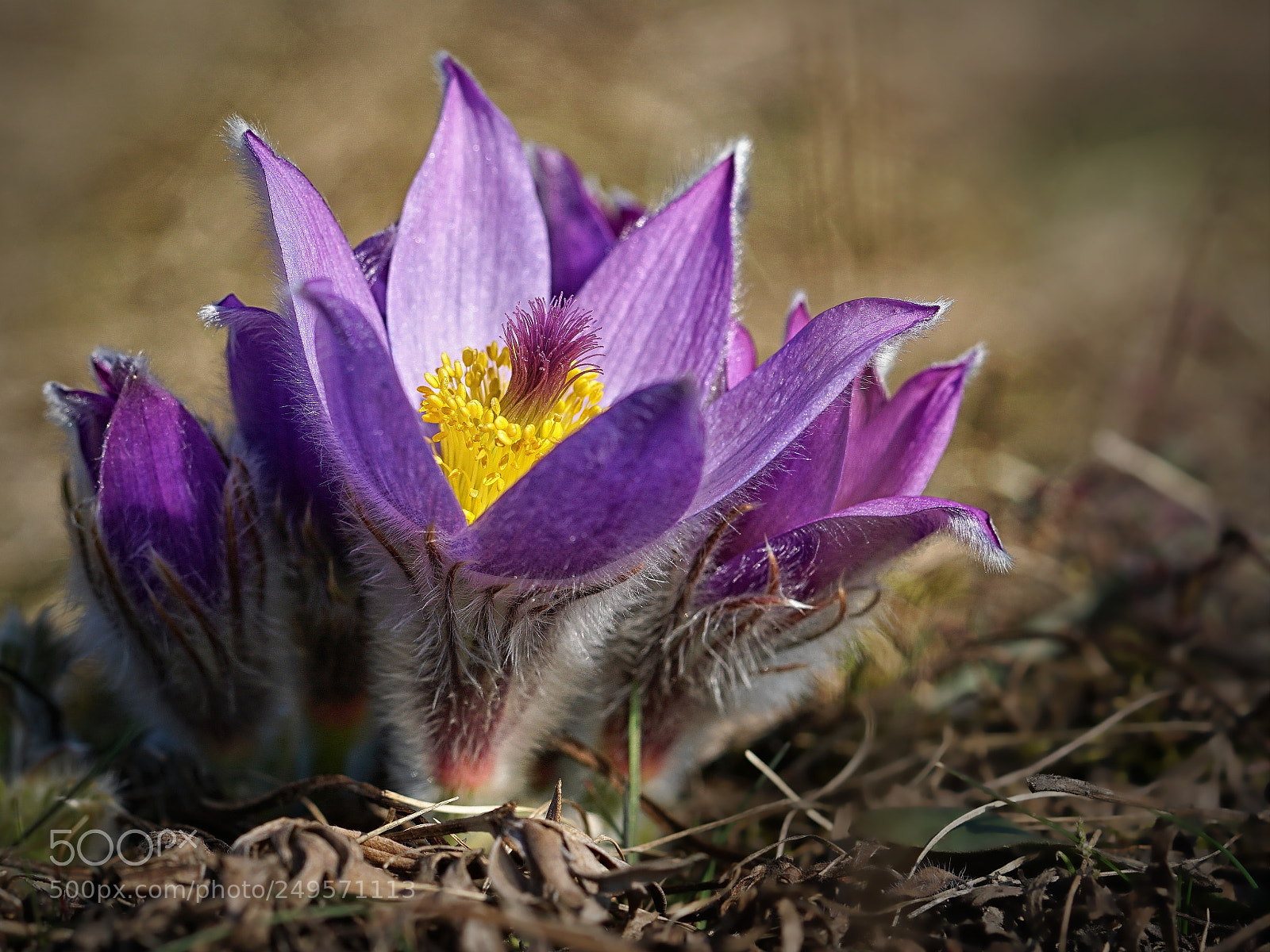 Sony a6000 sample photo. Pulsatilla photography