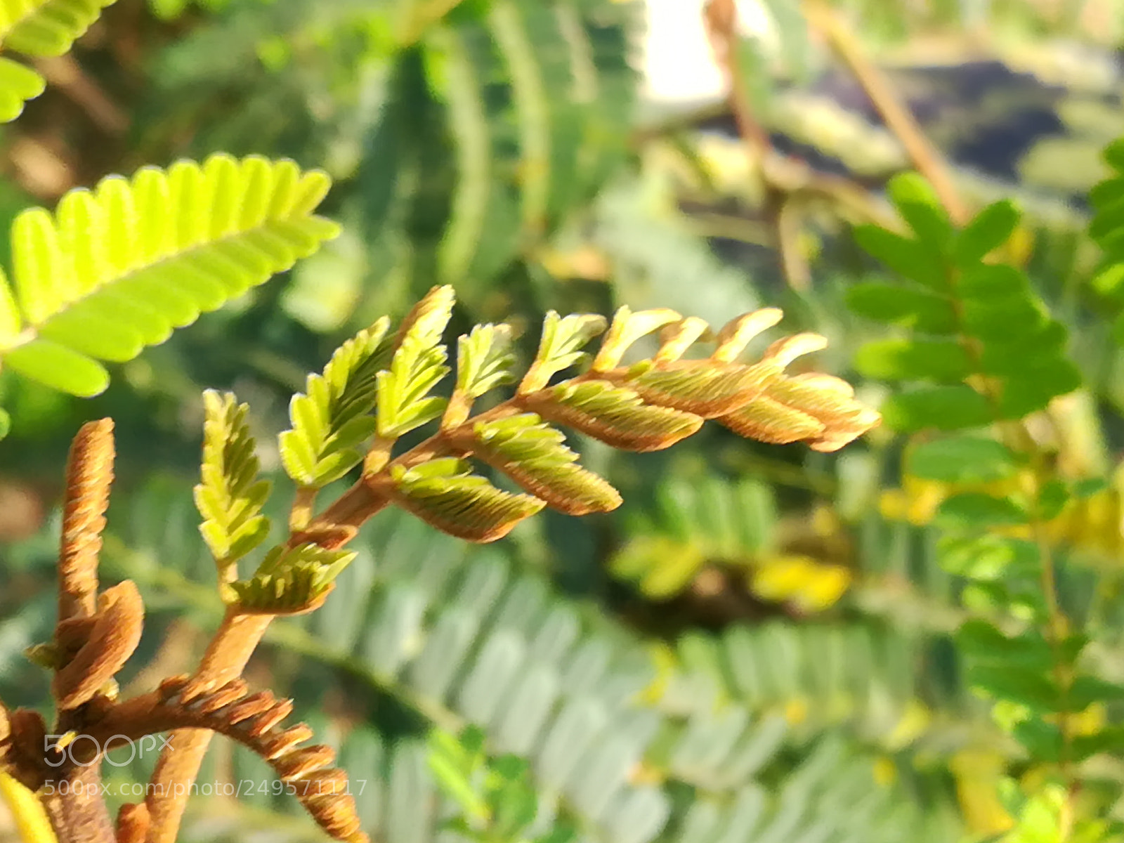 HUAWEI honor 6x sample photo. Young folliage photography
