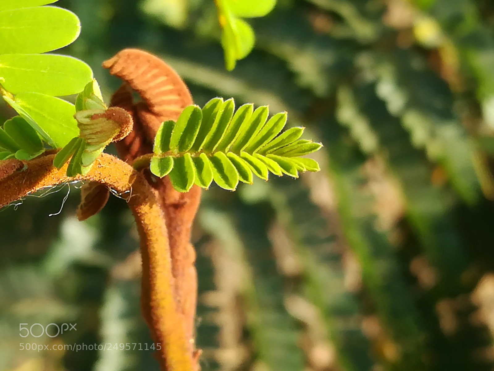 HUAWEI honor 6x sample photo. Young folliage photography