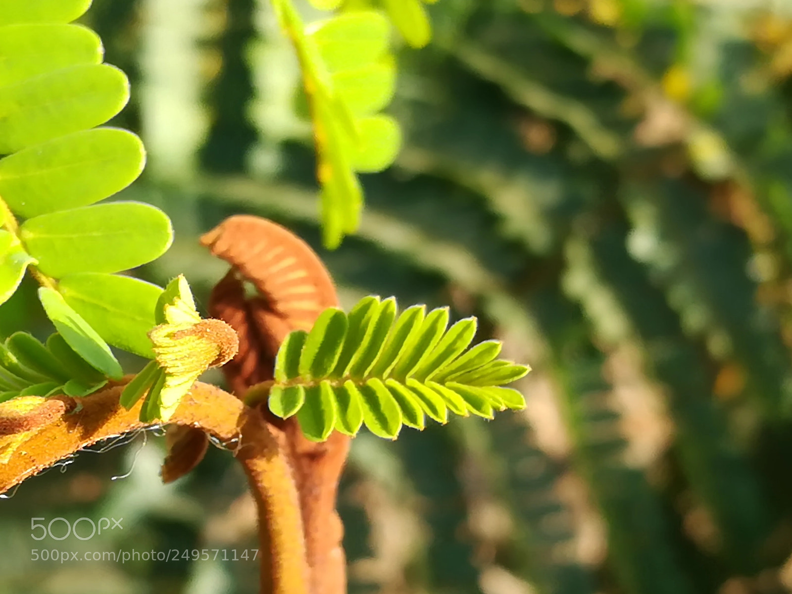 HUAWEI honor 6x sample photo. Young folliage photography