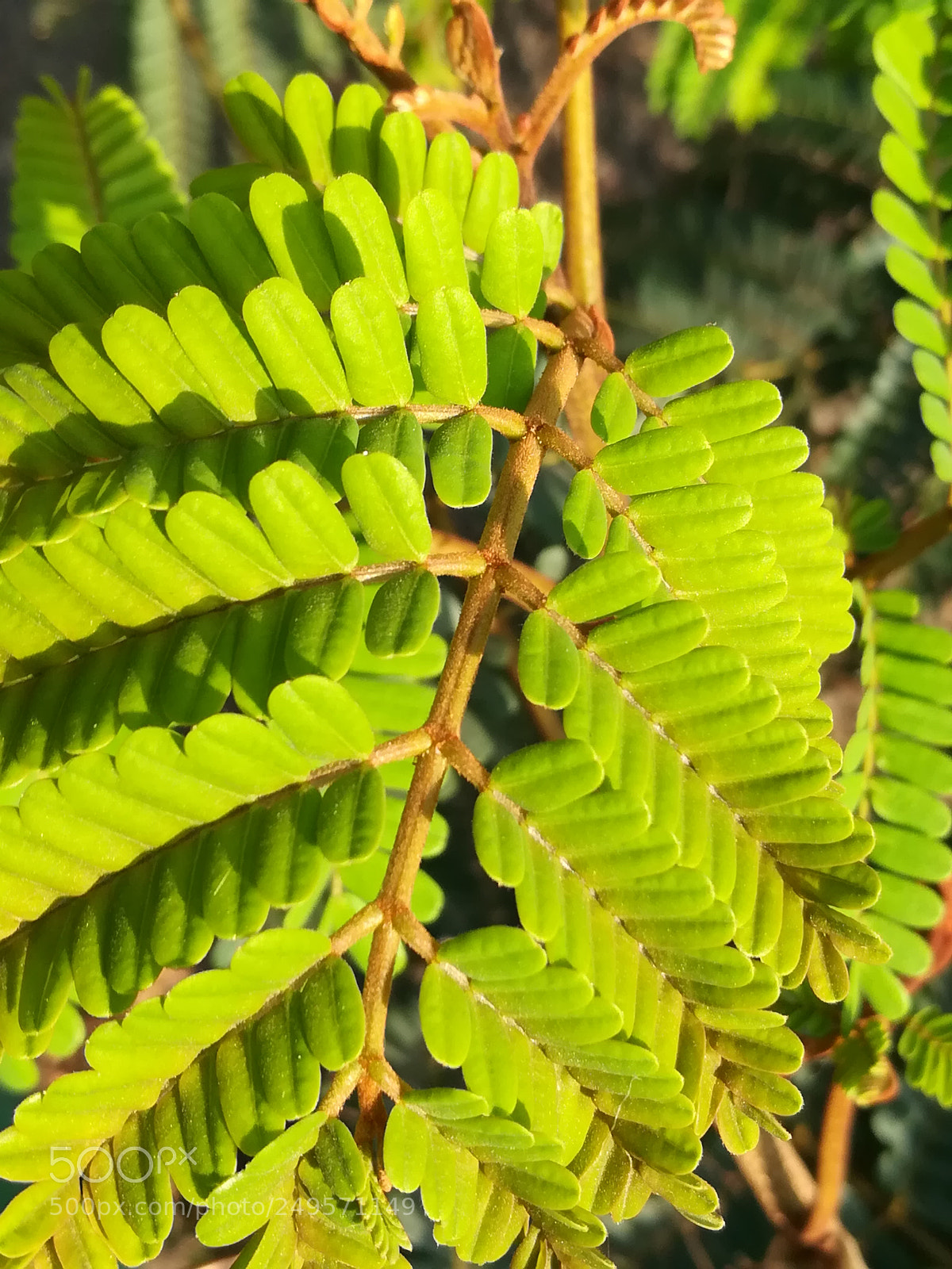 HUAWEI honor 6x sample photo. Young folliage photography