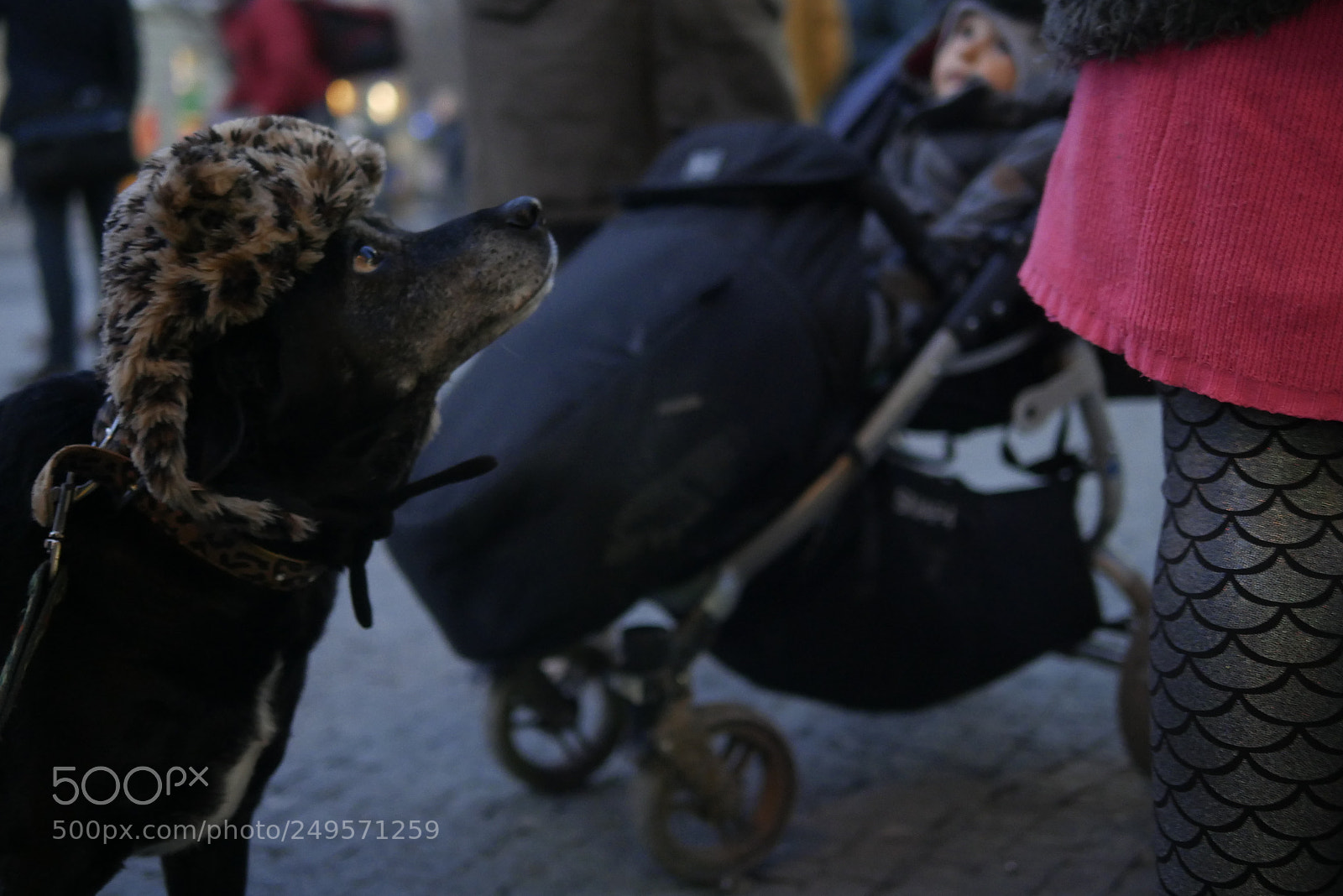 Panasonic Lumix DMC-G7 sample photo. Kate ina olivov photography