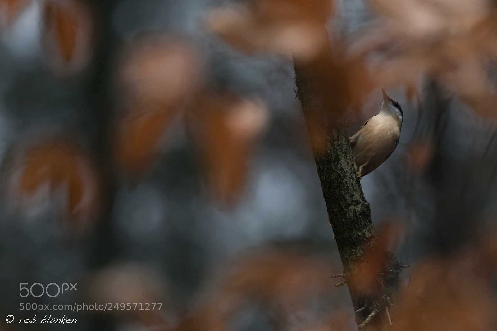 Nikon D850 sample photo. Eurasian nuthatch photography