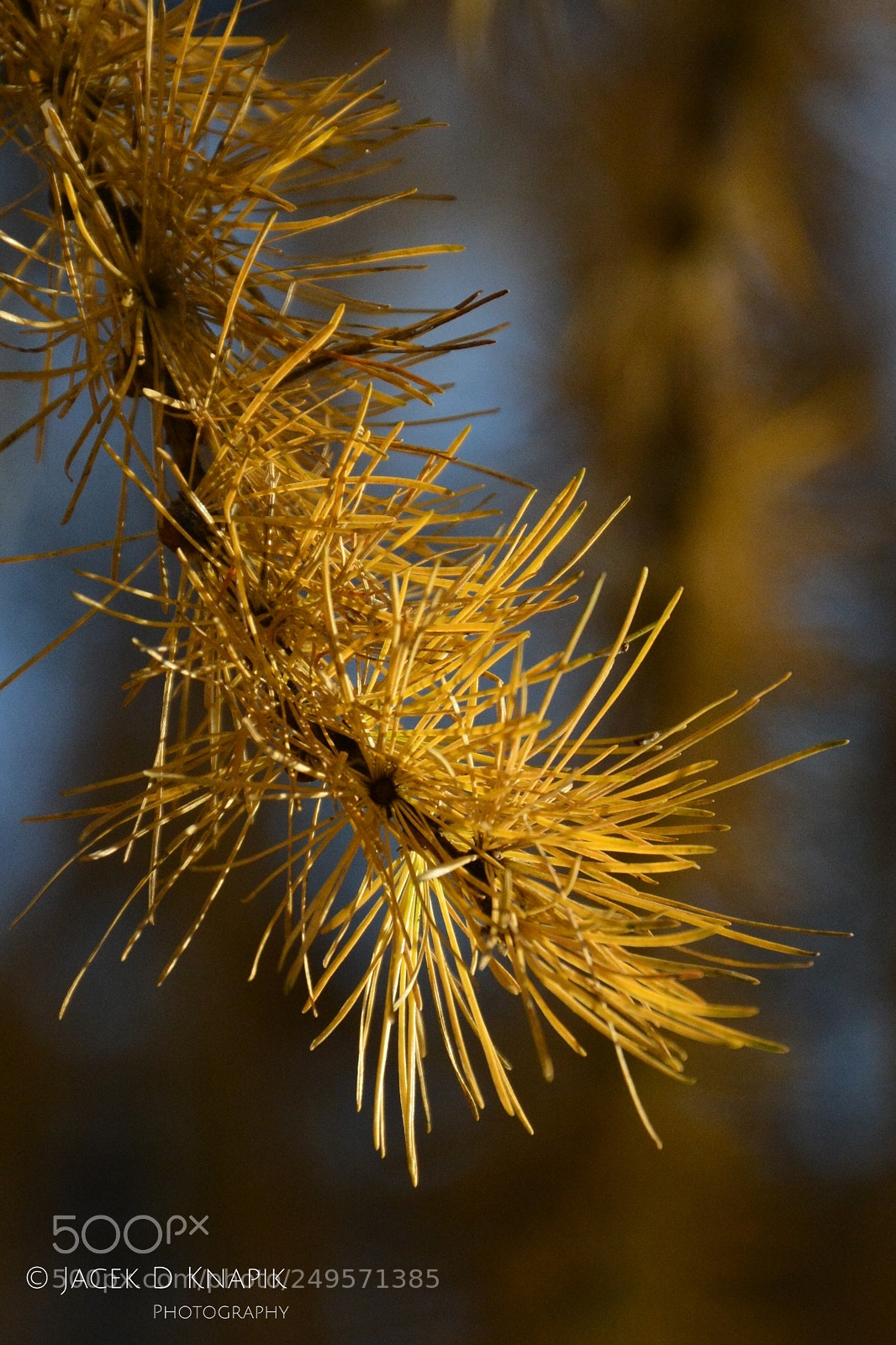 Nikon D7100 sample photo. G photography