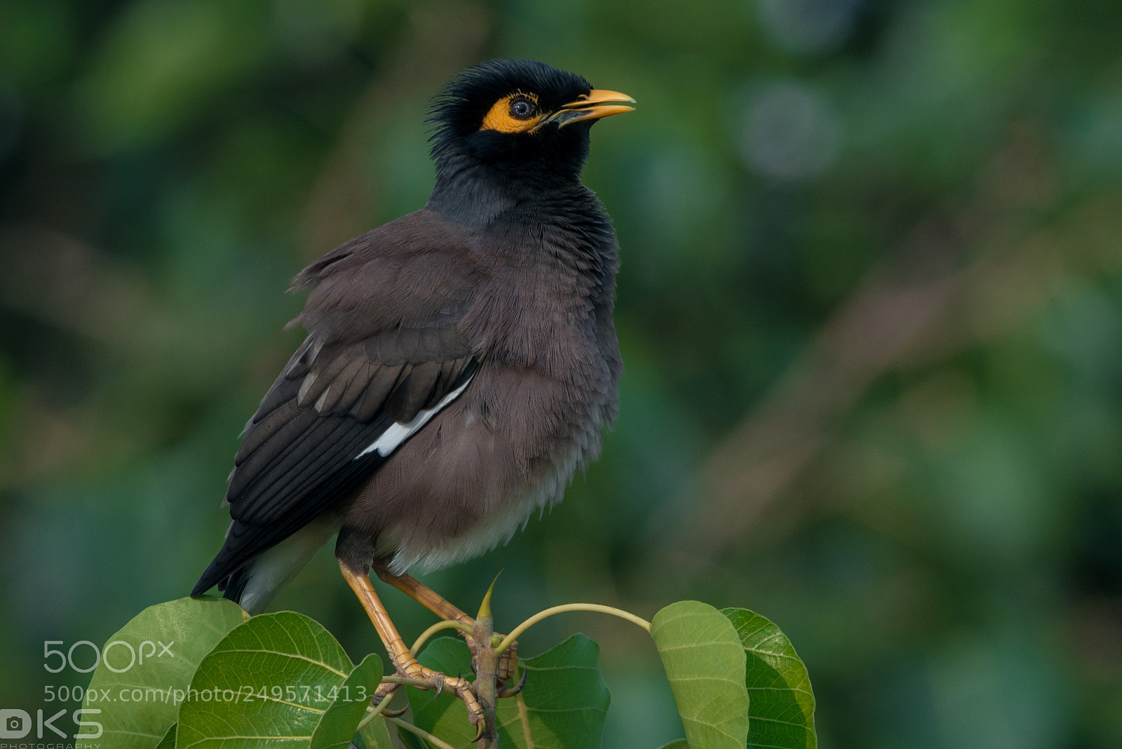 Nikon D610 sample photo. Myna photography
