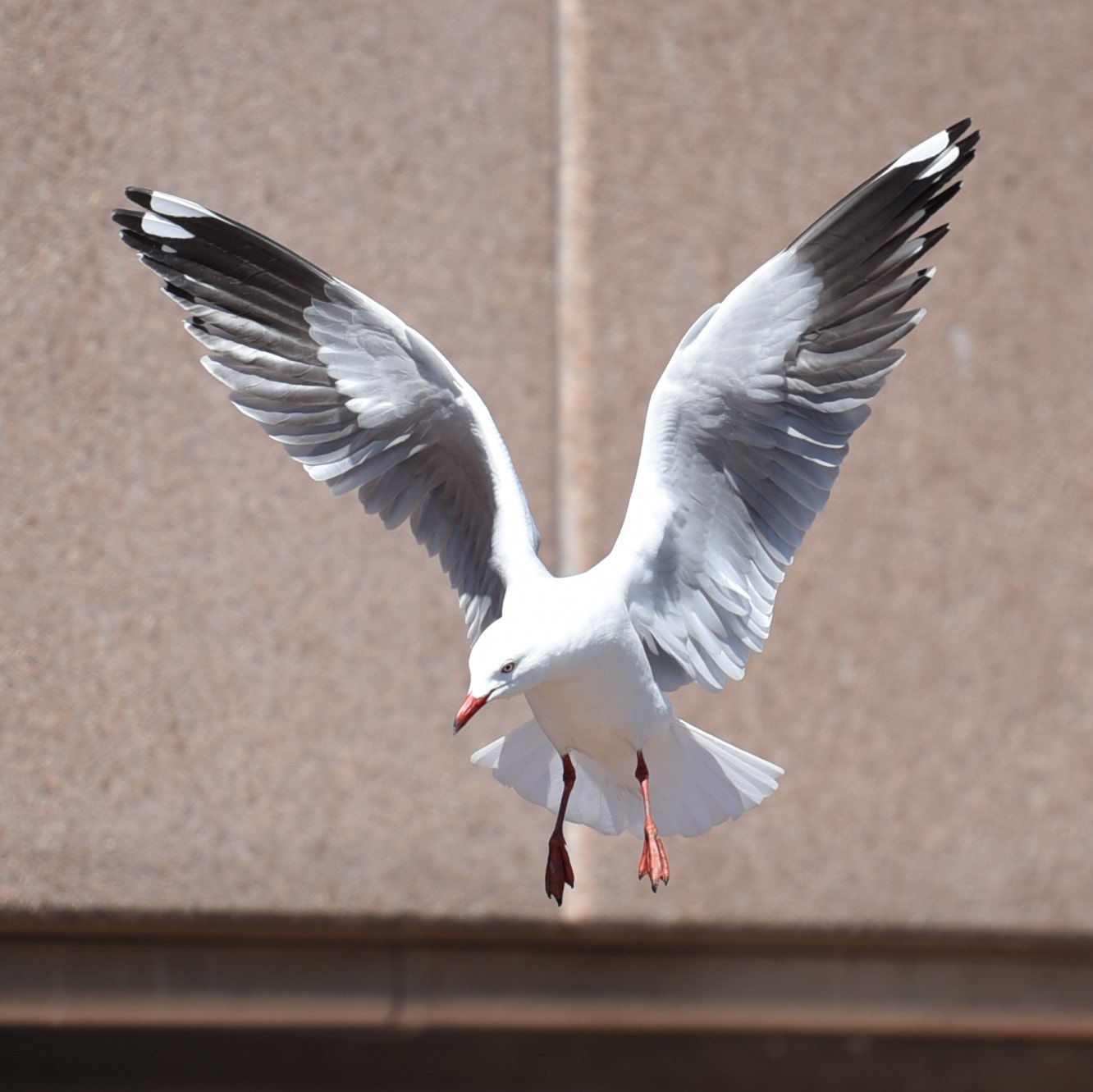 Nikon AF-S Nikkor 70-200mm F2.8G ED VR II sample photo. Landing.... photography