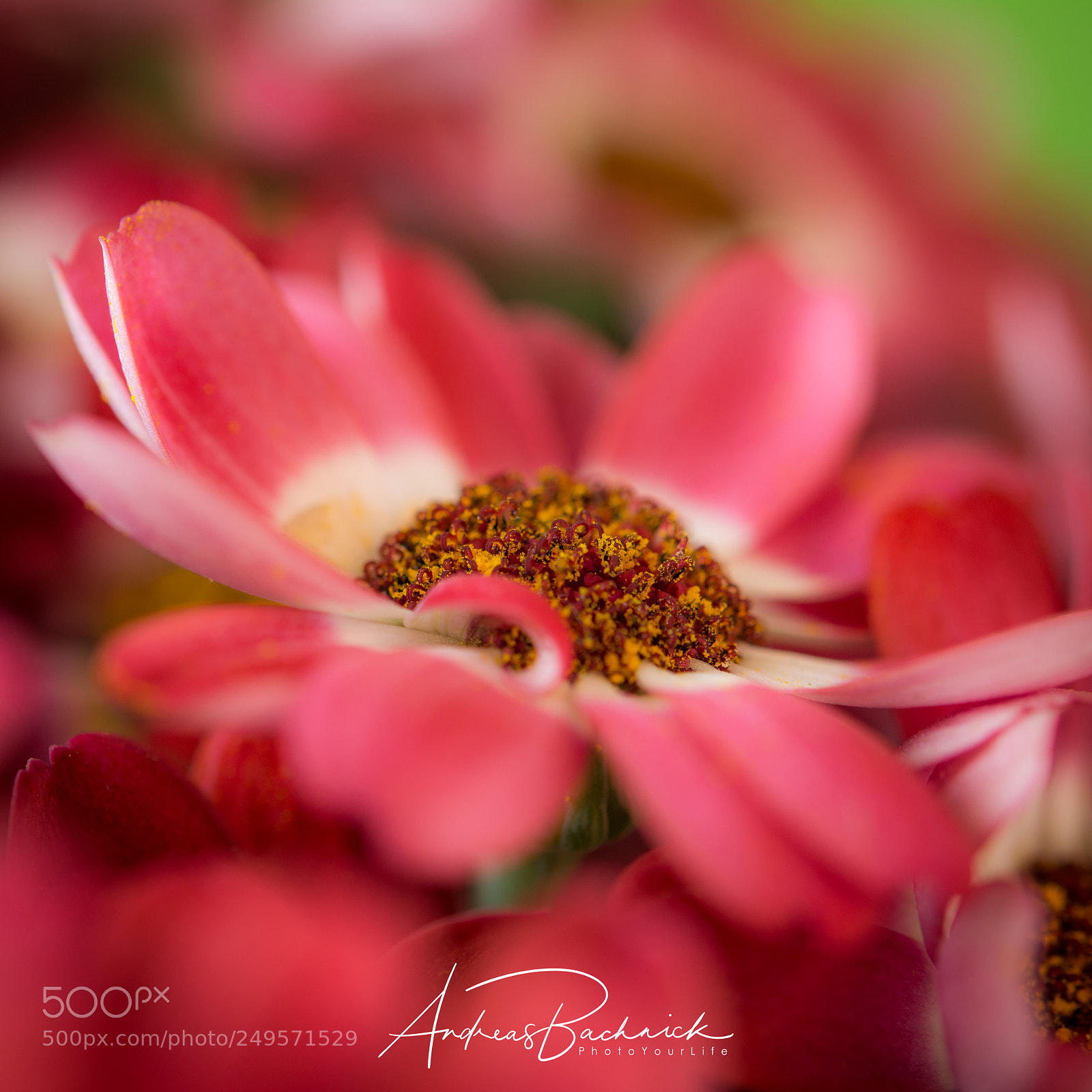 Nikon D5200 sample photo. Silky red photography