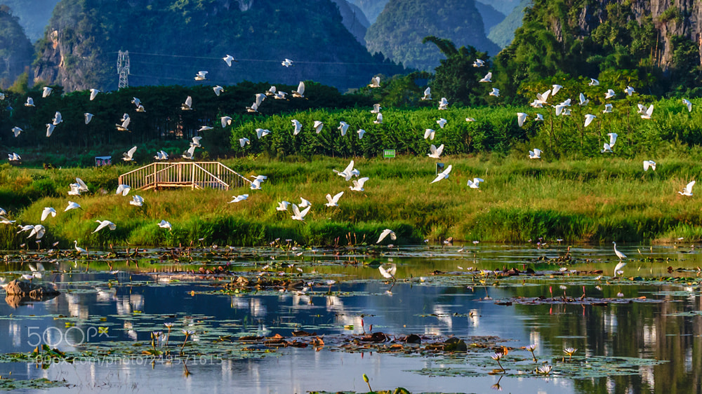 Nikon D610 sample photo. Egret photography
