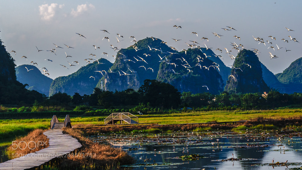 Nikon D610 sample photo. Egret photography