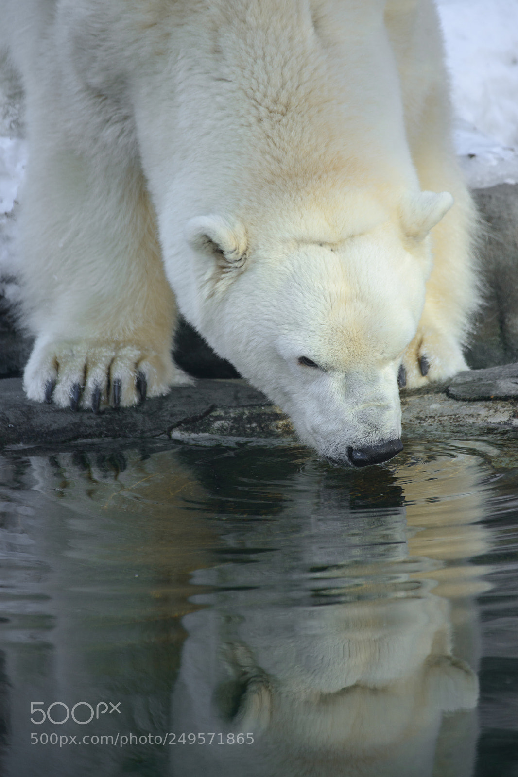 Nikon D800E sample photo. Young polar bear drinking photography