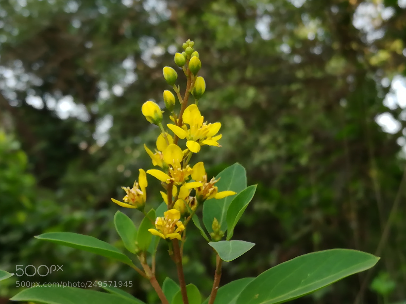 HUAWEI honor 6x sample photo. Yellow bloom photography