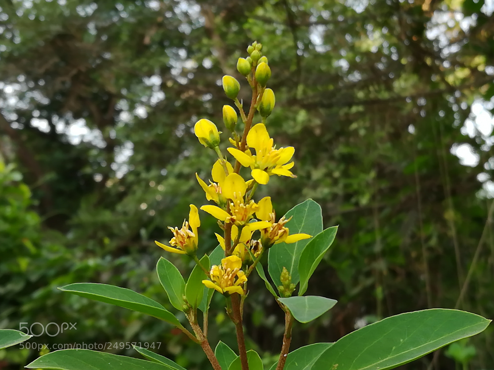 HUAWEI honor 6x sample photo. Yellow bloom photography