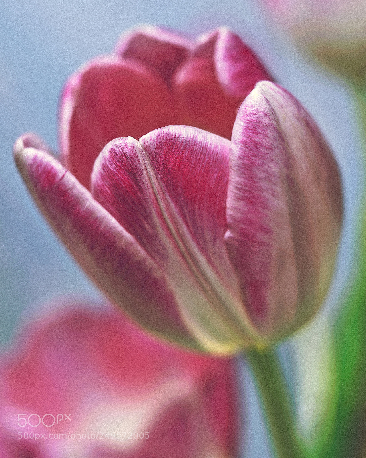 Sony a7R III sample photo. Tulip photography