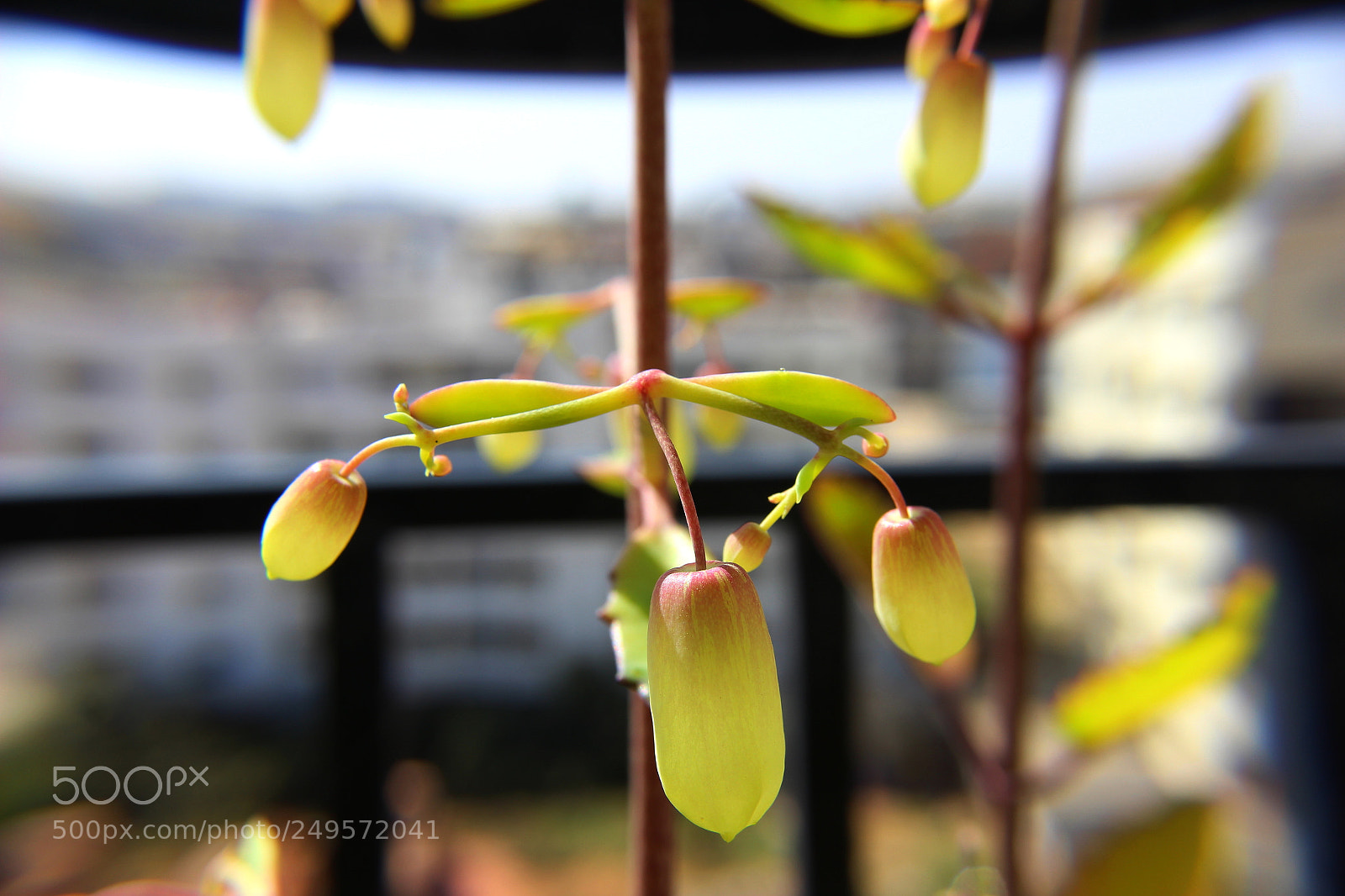 Canon EOS 600D (Rebel EOS T3i / EOS Kiss X5) sample photo. Cathedral bells 1 photography