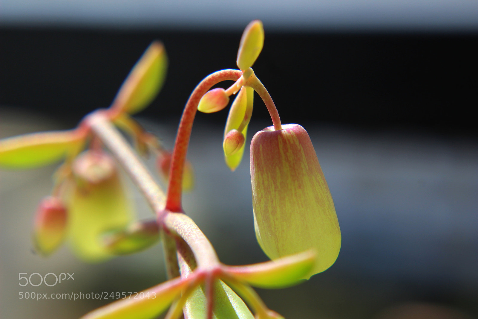 Canon EOS 600D (Rebel EOS T3i / EOS Kiss X5) sample photo. Cathedral bells 2 photography