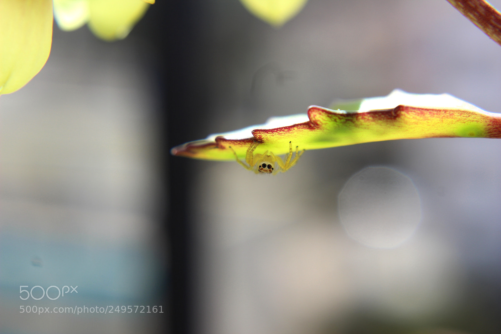Canon EOS 600D (Rebel EOS T3i / EOS Kiss X5) sample photo. Hiding spidy photography
