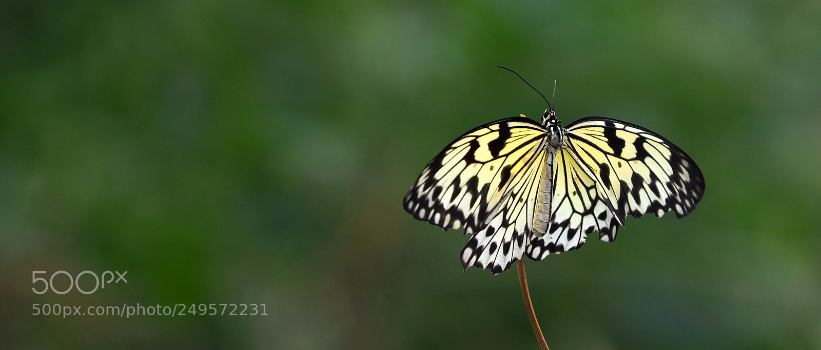 Olympus OM-D E-M1 Mark II sample photo. Beautiful metamorphosis photography