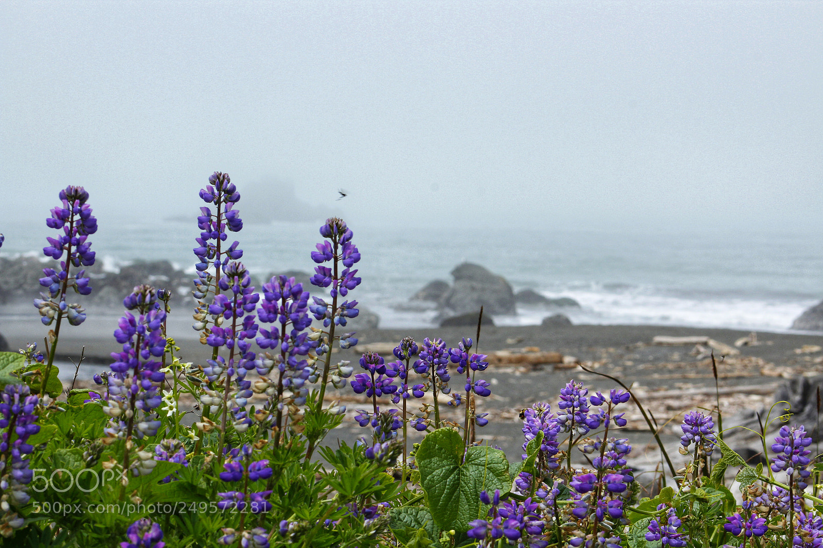 Canon EOS 1300D (EOS Rebel T6 / EOS Kiss X80) sample photo. Lupine at the beach photography