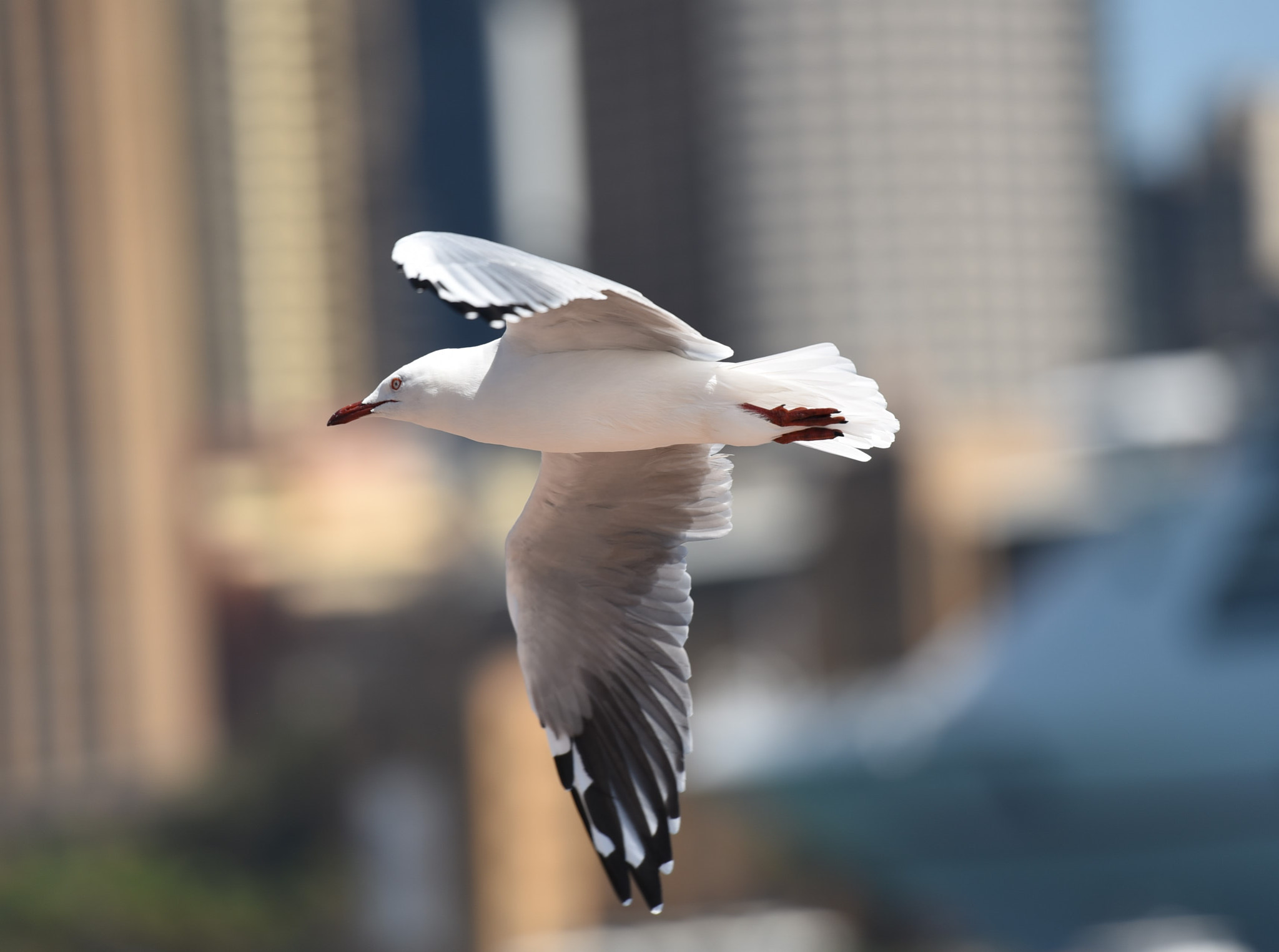 Nikon AF-S Nikkor 70-200mm F2.8G ED VR II sample photo. Patrol photography