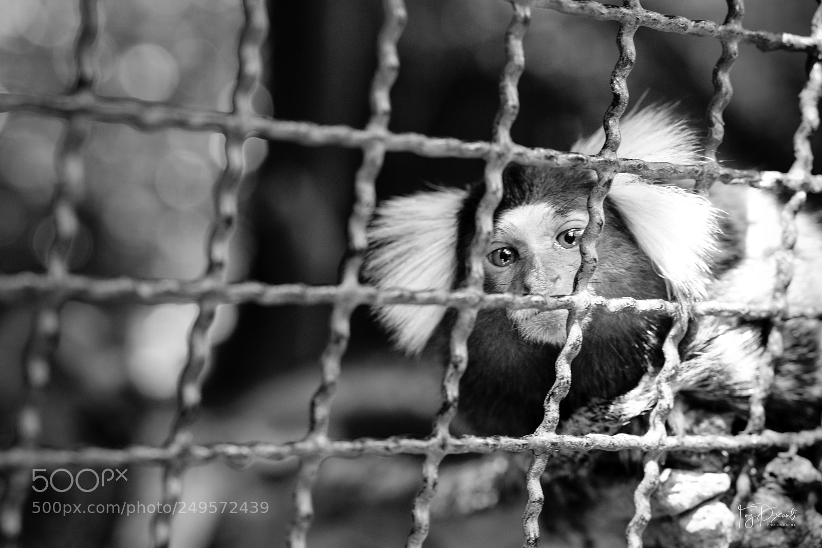 Fujifilm X-T20 sample photo. Behind the zoo photography