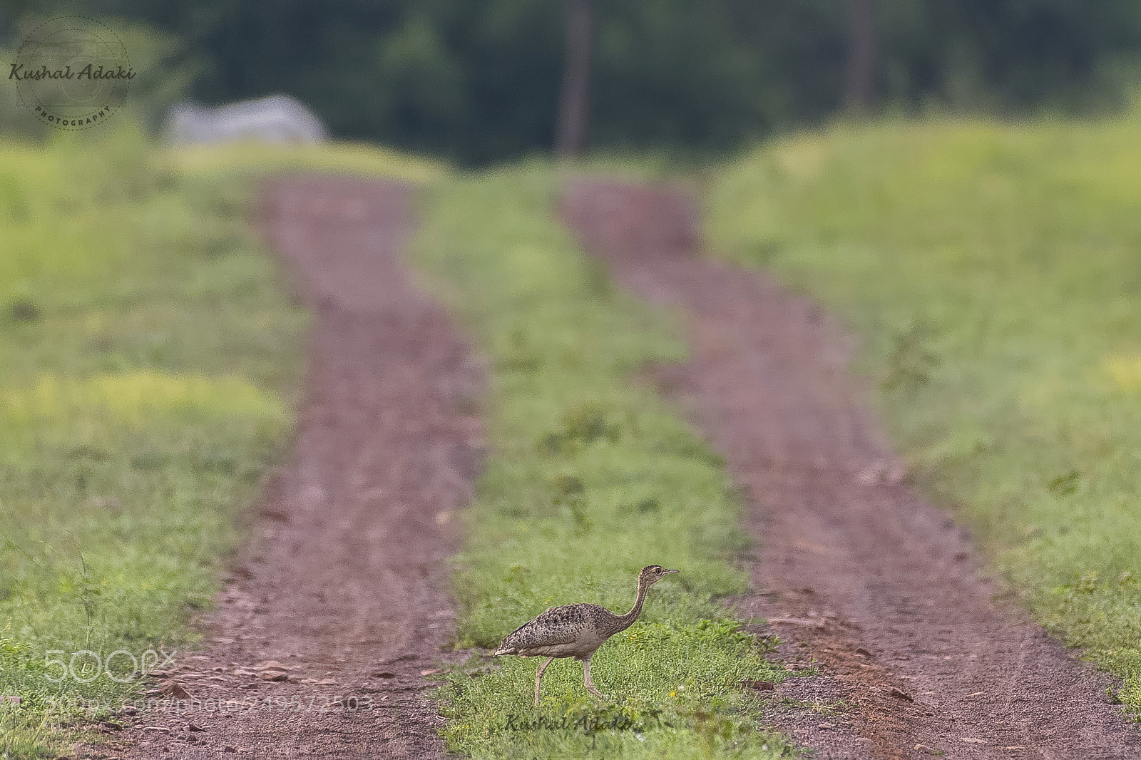 Nikon D500 sample photo. Lesser florican (female) photography