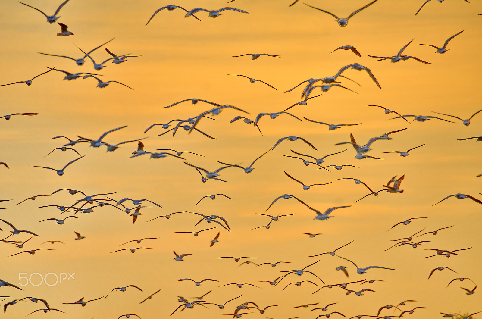 Nikon D7000 sample photo. Seagulls cloud ii photography