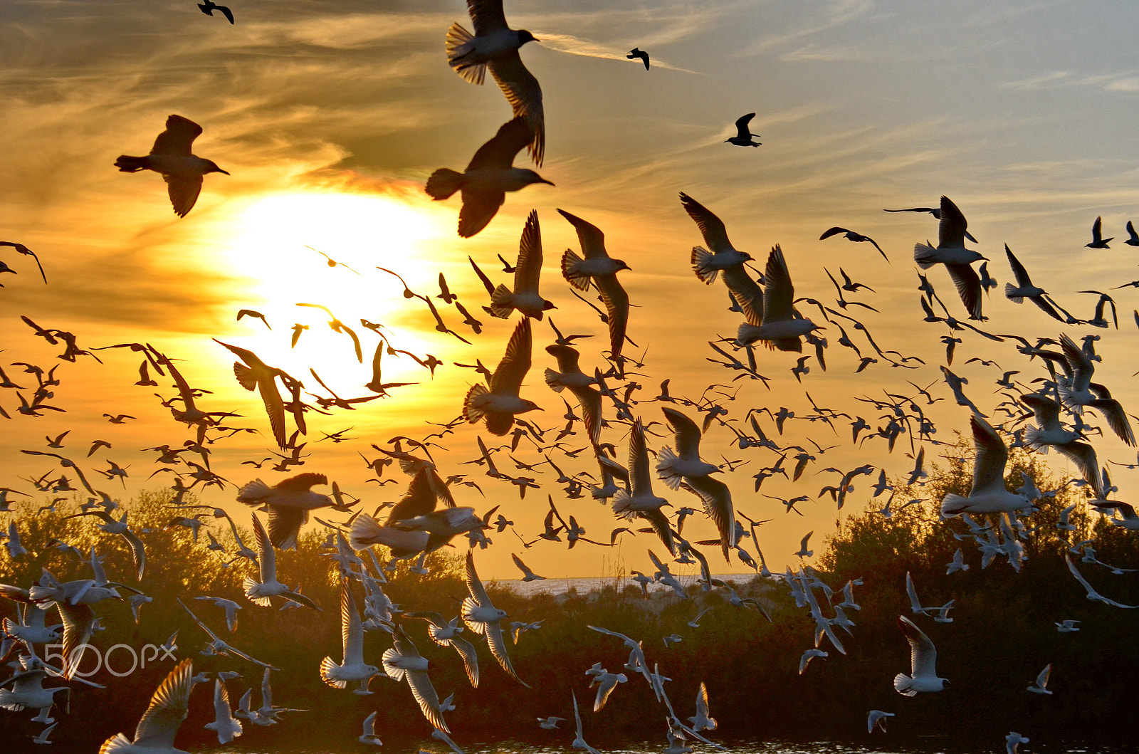 Nikon D7000 sample photo. Seagulls cloud i photography