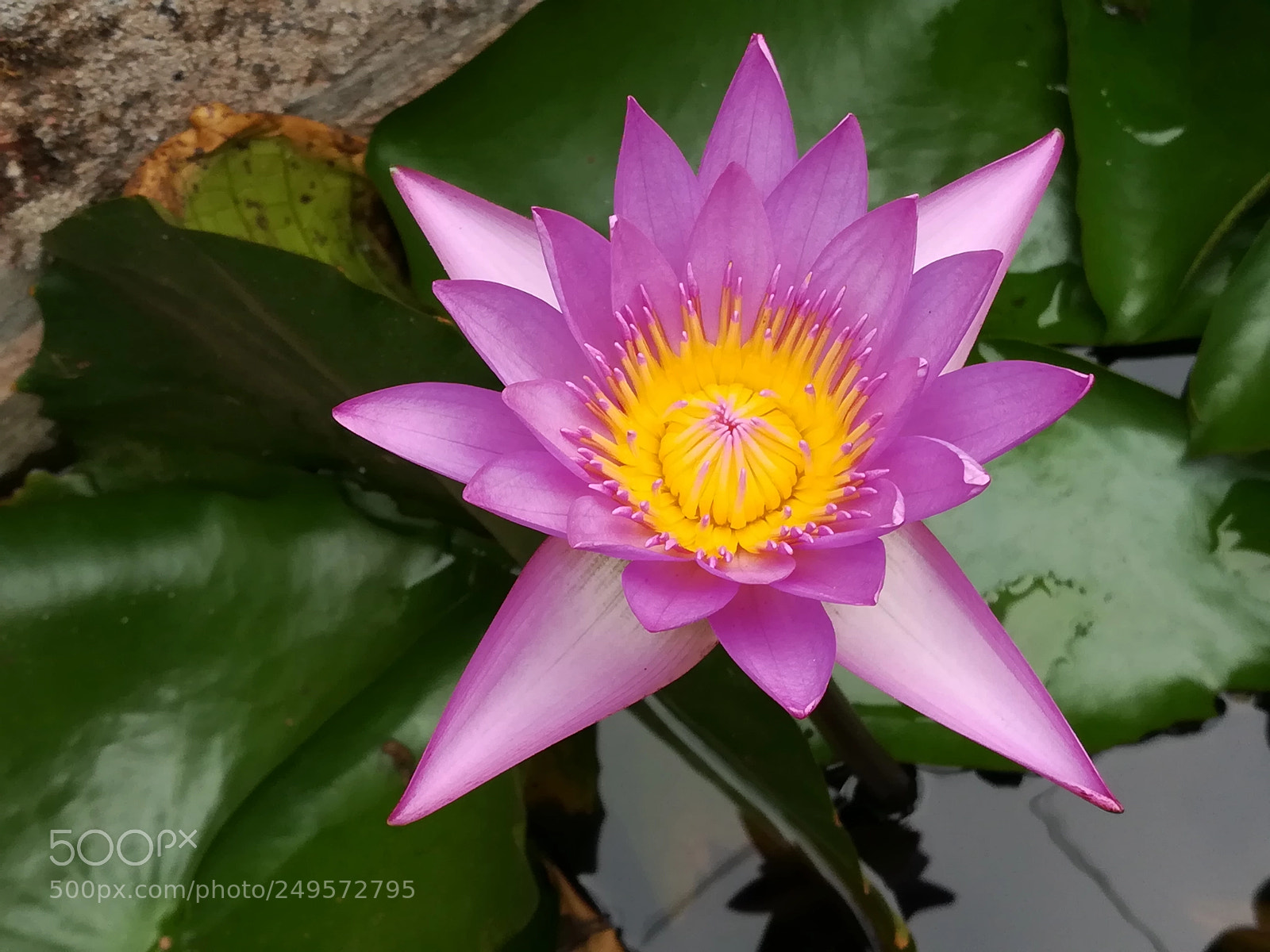 HUAWEI honor 6x sample photo. Violet lotus flowers photography