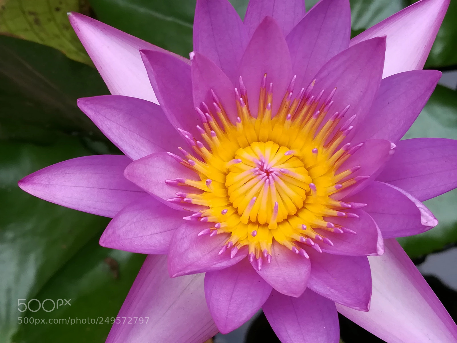 HUAWEI honor 6x sample photo. Violet lotus flowers photography