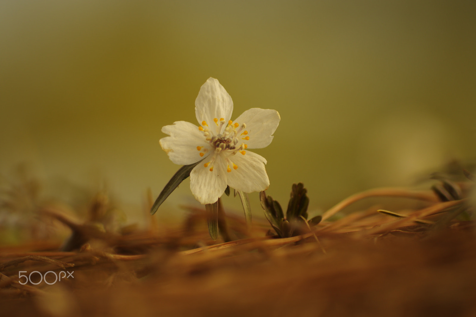 smc PENTAX-DA L 55-300mm F4-5.8 ED sample photo. セツブンソウ early spring photography