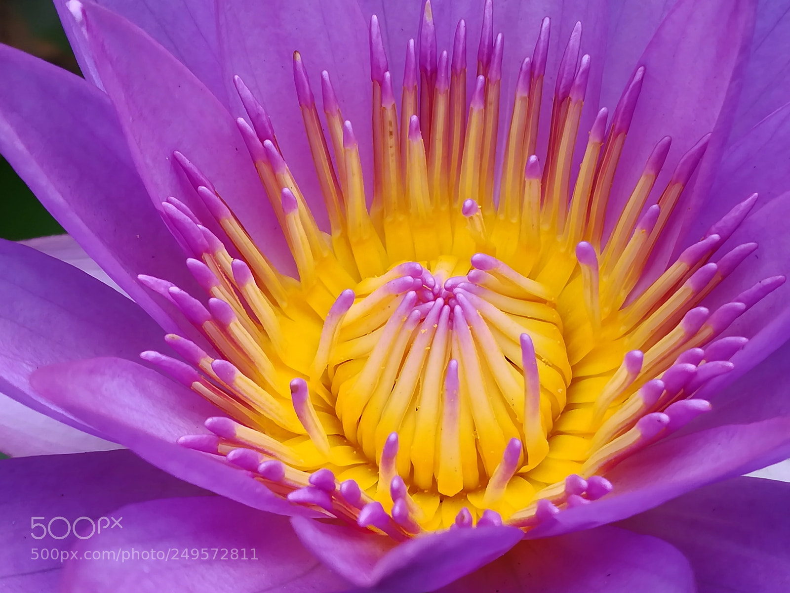 HUAWEI honor 6x sample photo. Violet lotus flowers photography