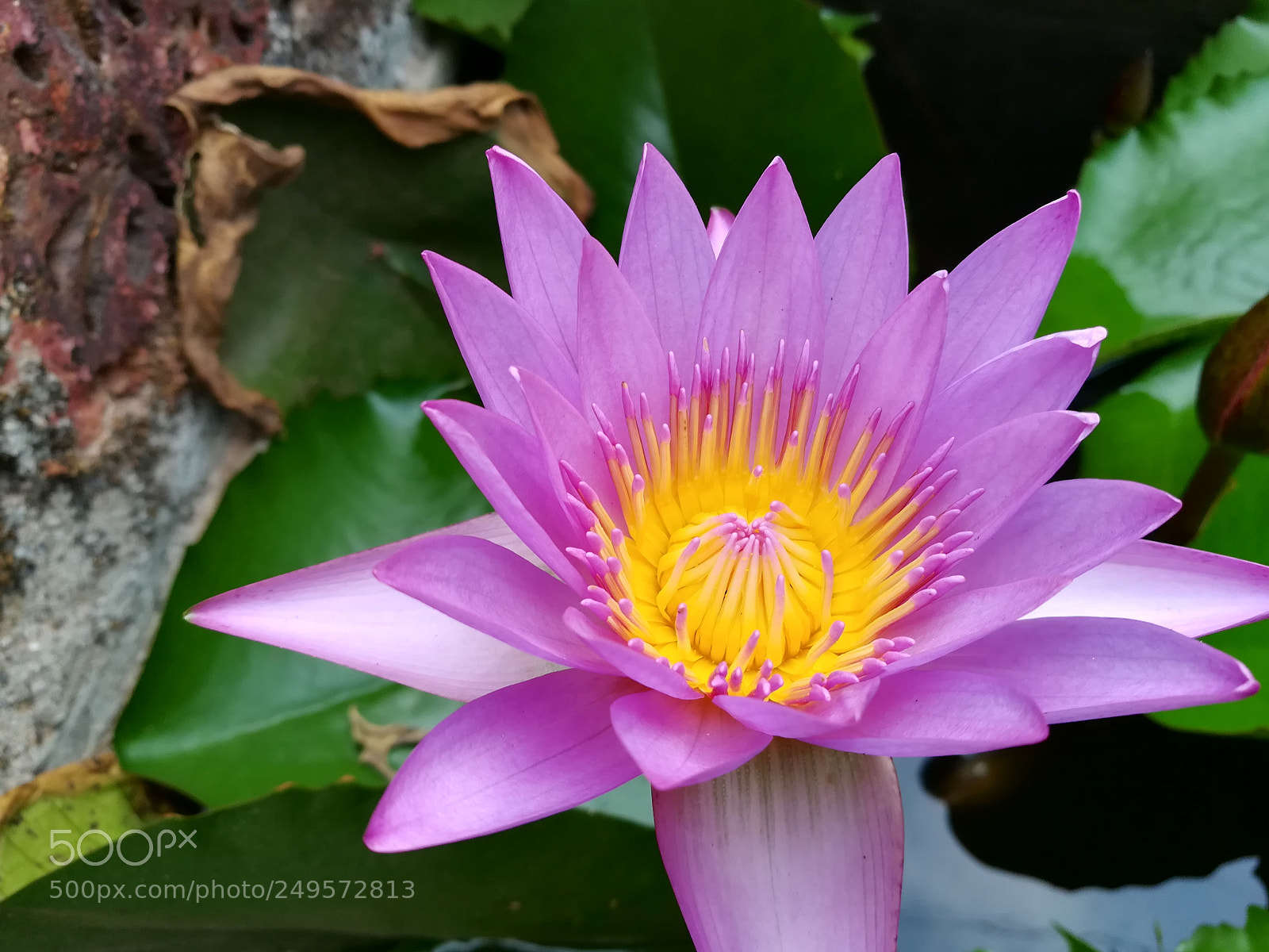 HUAWEI honor 6x sample photo. Violet lotus flowers photography