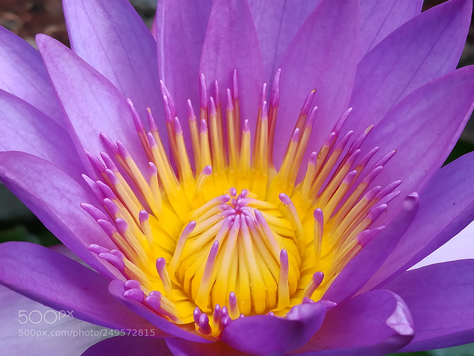 HUAWEI honor 6x sample photo. Violet lotus flowers photography