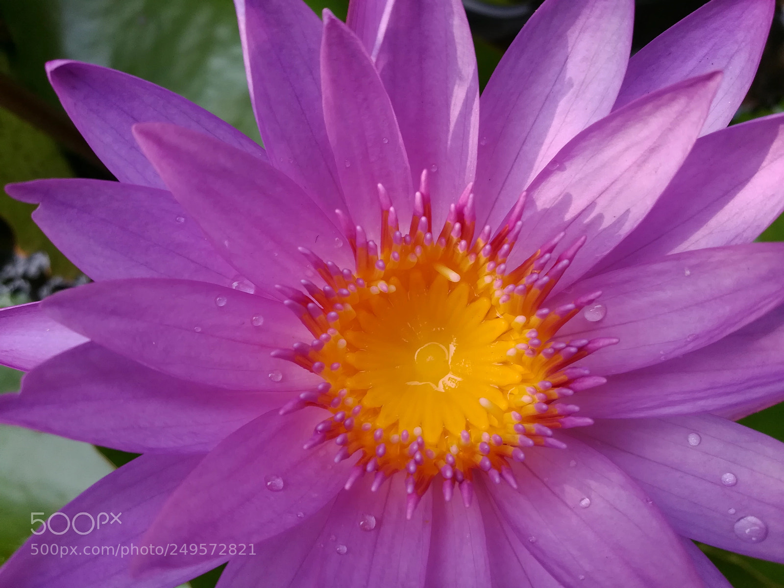 HUAWEI honor 6x sample photo. Violet lotus flowers photography